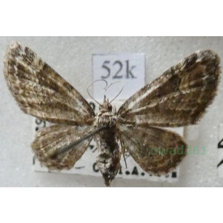 Pasiphila rectangulata (Linnaeus, 1758) Grotniczek owocowiec Czech52k